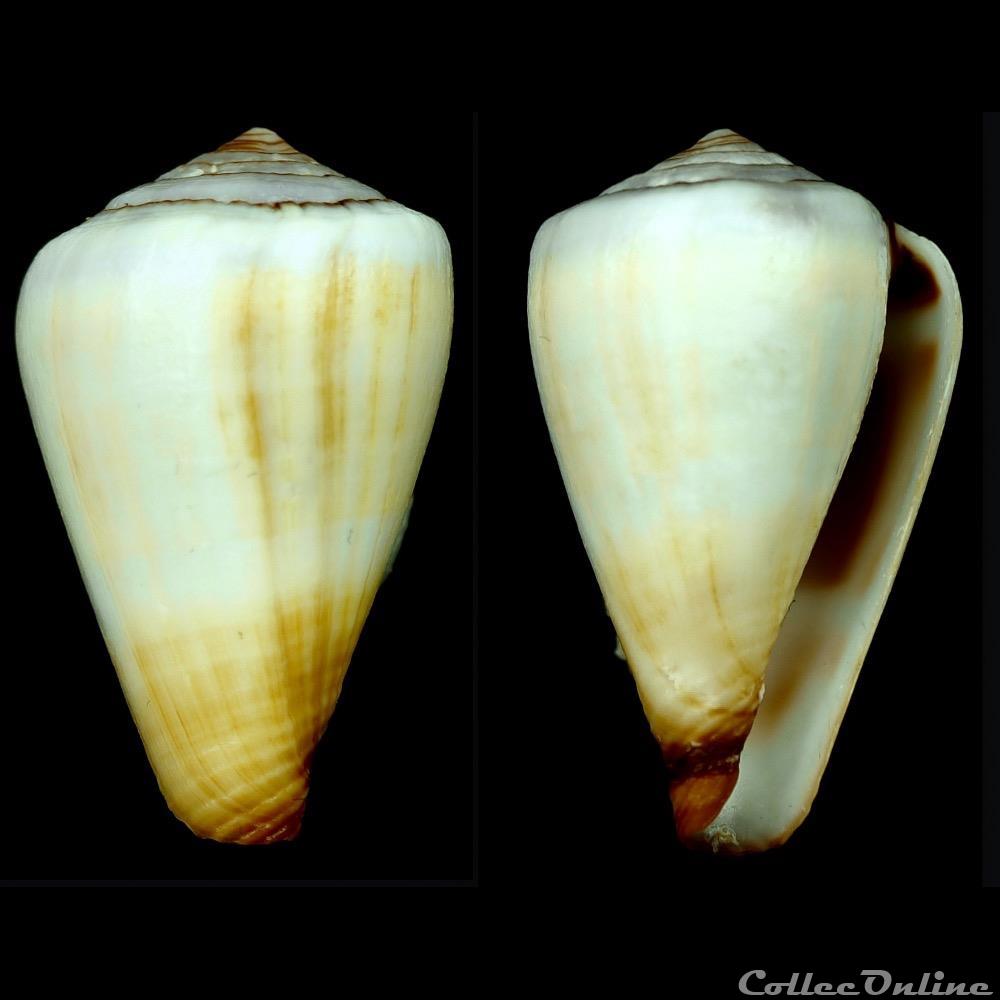 Lautoconus (Africonus) luquei (Rolán & Trova , 1990) coquillage fossile gastropodum lautoconus africonus luquei rolan trova 1990