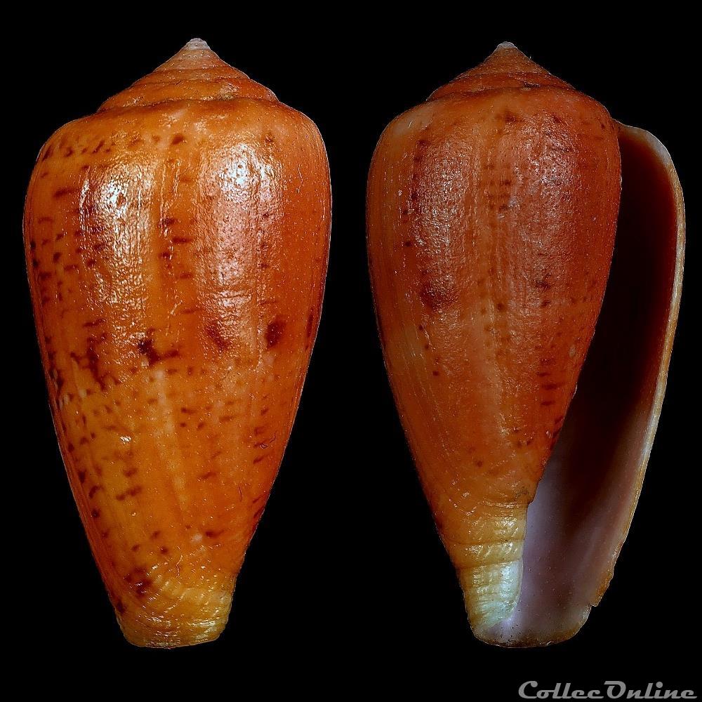 Floraconus (Ketyconus) tinianus (Hwass in Bruguière, 1792) coquillage fossile gastropodum floraconus ketyconus tinianus hwass in bruguiere 1792