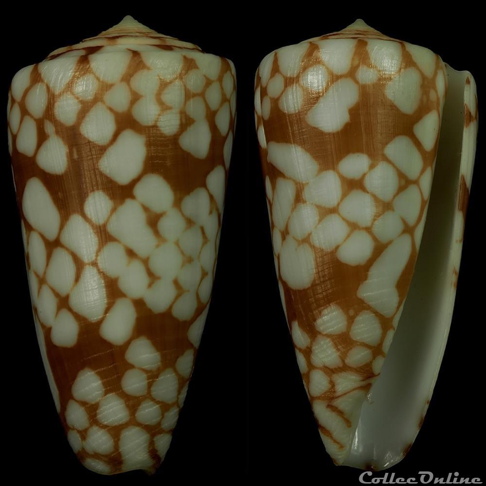 Eugeniconus cordigera (Sowerby II, 1866) coquillage fossile gastropodum eugeniconus cordigera sowerby ii 1866