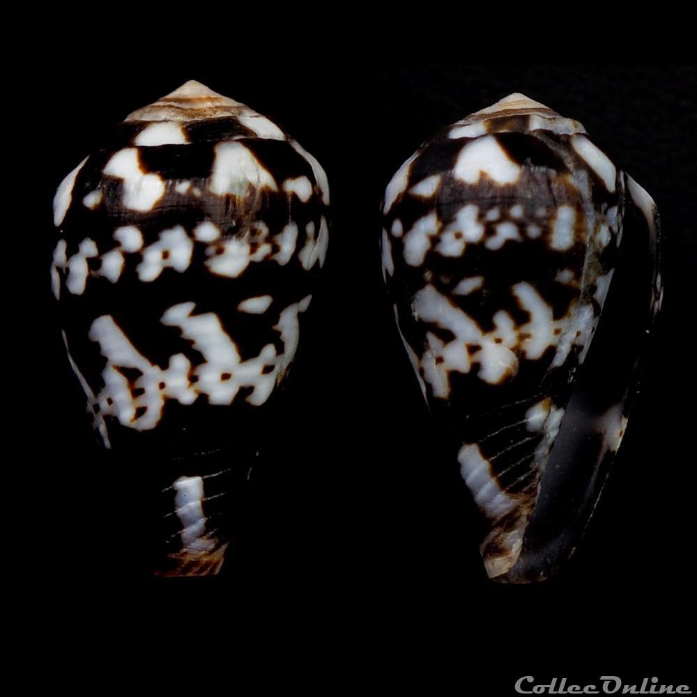 Lautoconus (Varioconus) albuquerquei (Trovao, 1978) coquillage fossile gastropodum lautoconus varioconus albuquerquei trovao 1978