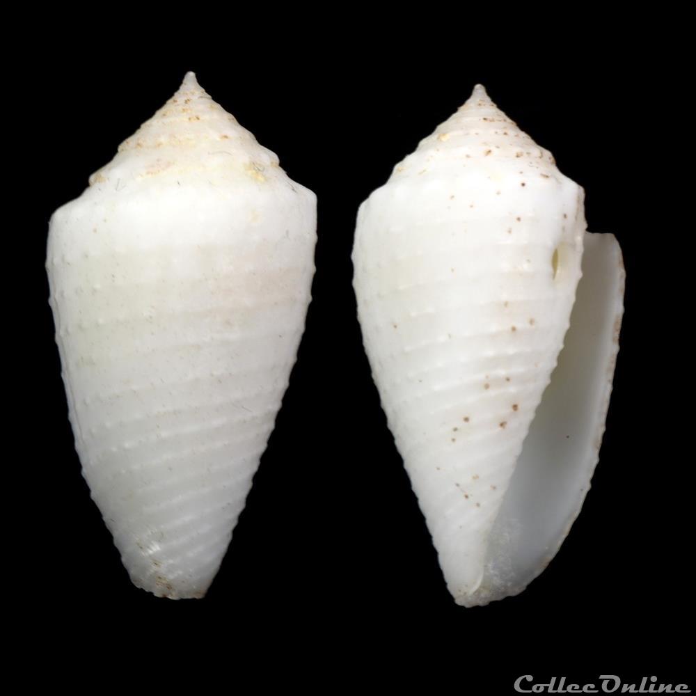 Ximeniconus (Jaspidiconus) nodiferus (Kiener,1845) coquillage fossile gastropodum ximeniconus jaspidiconus nodiferus kiener 1845