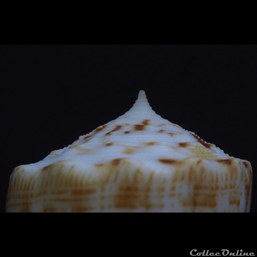 Asprella sulcata (Hwass in Bruguière, 1792) coquillage fossile gastropodum asprella sulcata hwass in bruguiere 1792