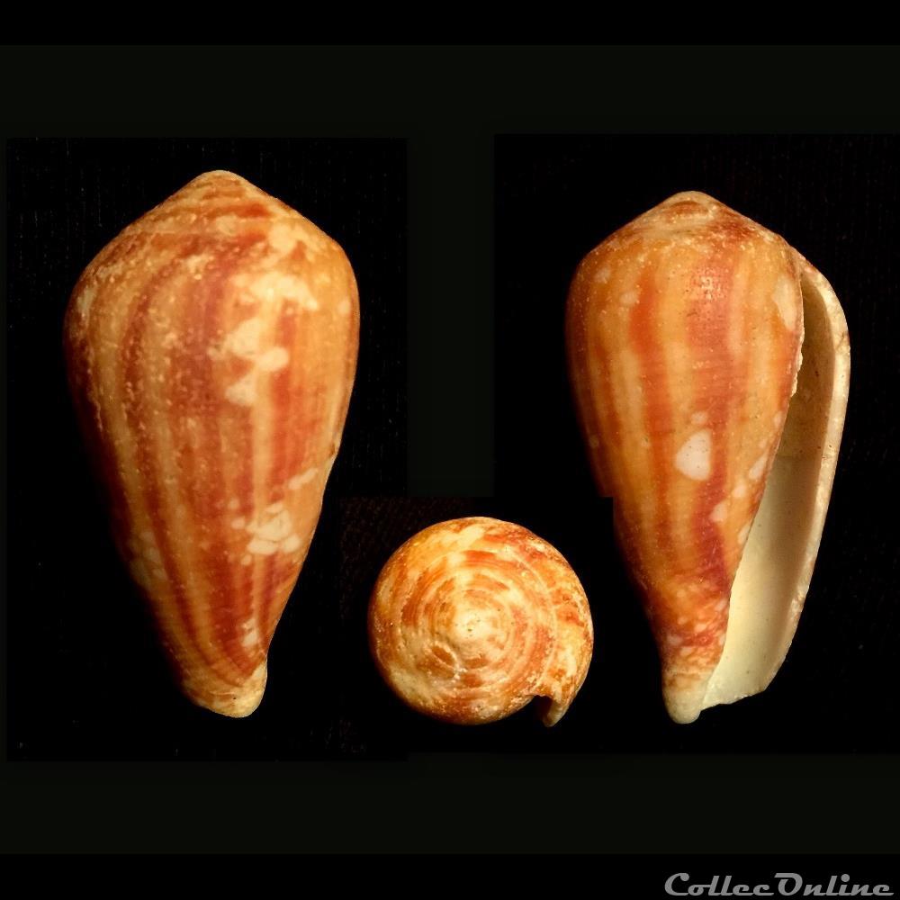 Cylindrus retifer (Menke, 1829) coquillage fossile gastropodum cylindrus retifer menke 1829