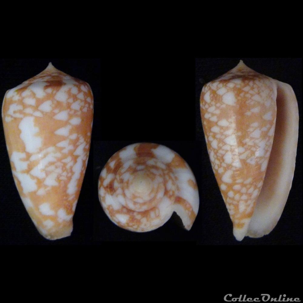 coquillage fossile gastropodum phasmoconus phasmoconus wittigi walls 1977