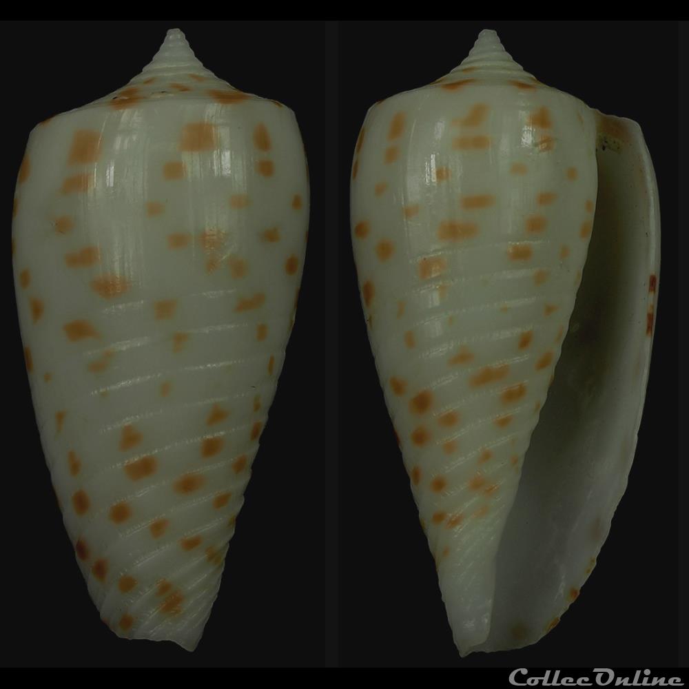 Phasmoconus (Phasmoconus) blanfordianus (Crosse, 1867) coquillage fossile gastropodum phasmoconus phasmoconus blanfordianus crosse 1867