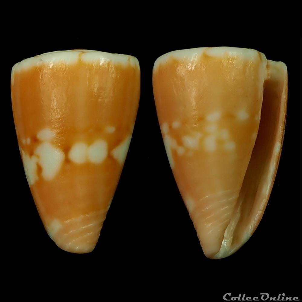 Dauciconus (Purpuriconus) kirkandersi (Petuch, 1987) coquillage fossile gastropodum dauciconus purpuriconus kirkandersi petuch 1987