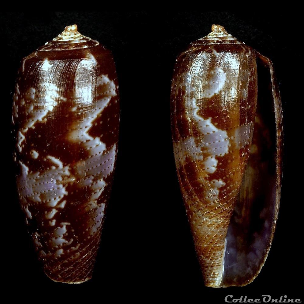 Gastridium obscurum (Sowerby I & II, 1833) coquillage fossile gastropodum gastridium obscurum sowerby i ii 1833