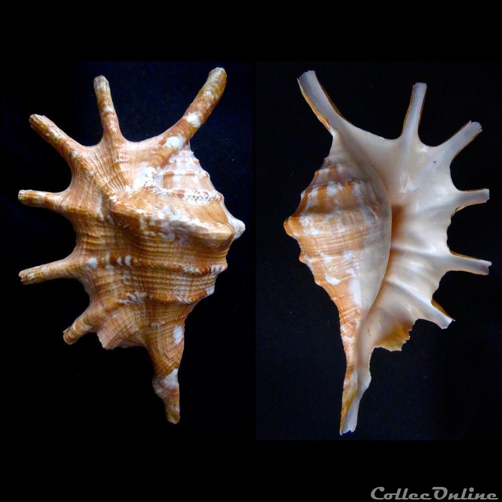 coquillage fossile gastropodum lambis lambis linnaeus 1758