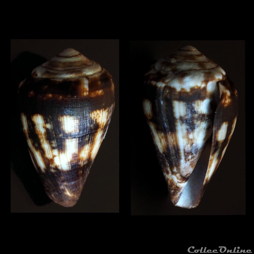 coquillage fossile gastropodum lautoconus africonus regonae rolan trova 1990