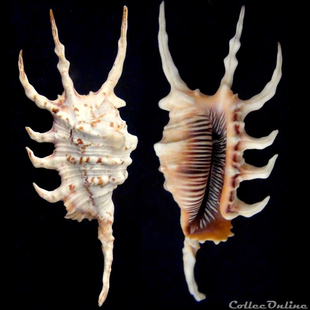 Lambis scorpius (Linnaeus, 1758) coquillage fossile gastropodum lambis scorpius linnaeus 1758