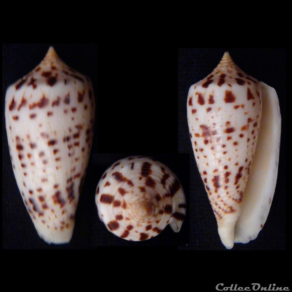 Phasmoconus (Phasmoconus) collisus (Reeve, 1849) coquillage fossile gastropodum phasmoconus phasmoconus collisus reeve 1849