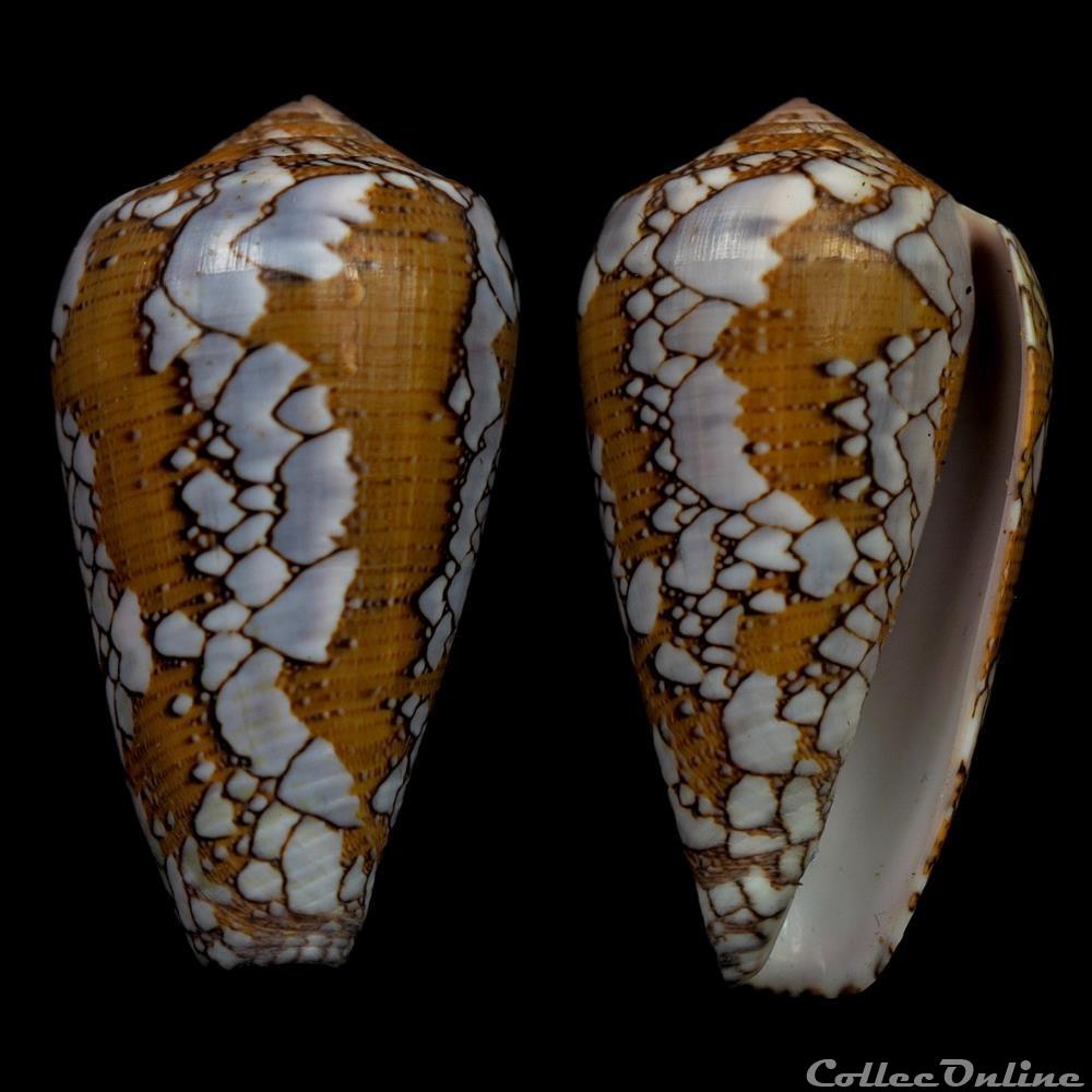 Darioconus behelokensis (Lauer, 1989) coquillage fossile gastropodum darioconus behelokensis lauer 1989
