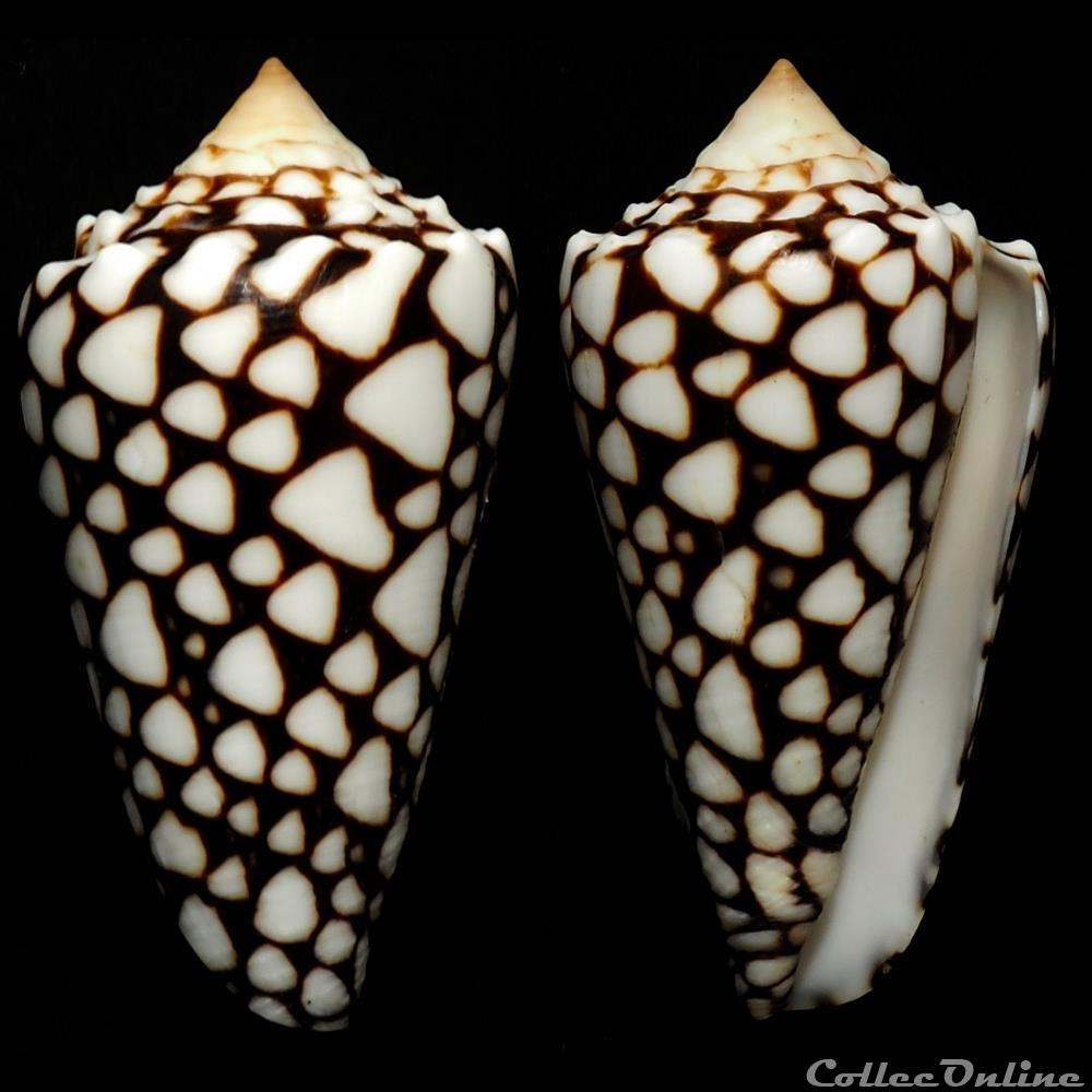Conus crosseanus Bernardi, 1861 coquillage fossile gastropodum conus crosseanus bernardi 1861