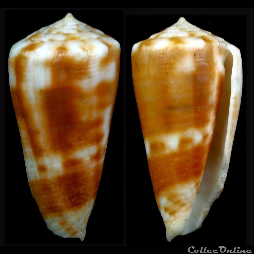 Phasmoconus (Fulgiconus) niederhoeferi Monnier, Limpalaër & Lorenz, 2012 coquillage fossile gastropodum phasmoconus fulgiconus niederhoeferi monnier limpalaer lorenz 2012