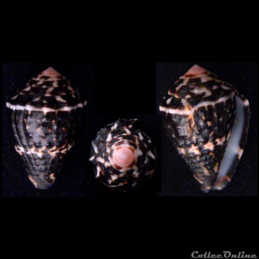 Virroconus chaldaeus (Röding, 1798) coquillage fossile gastropodum virroconus chaldaeus roding 1798
