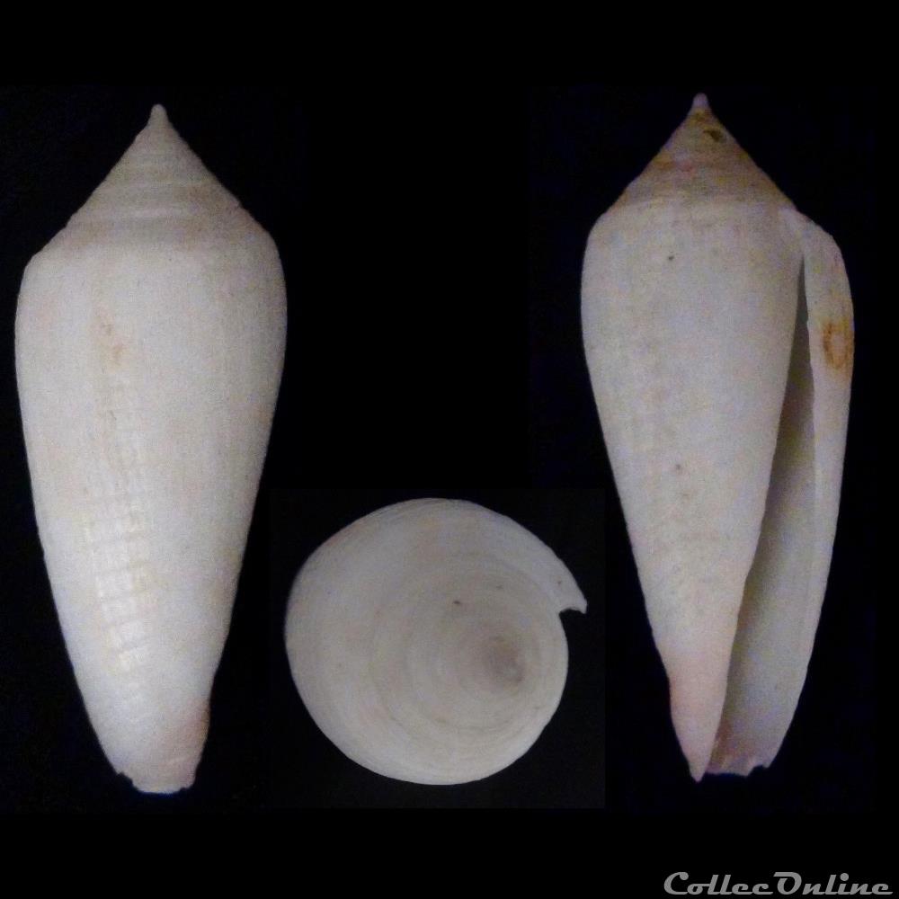 coquillage fossile gastropodum phasmoconus phasmoconus oishii shikama 1977