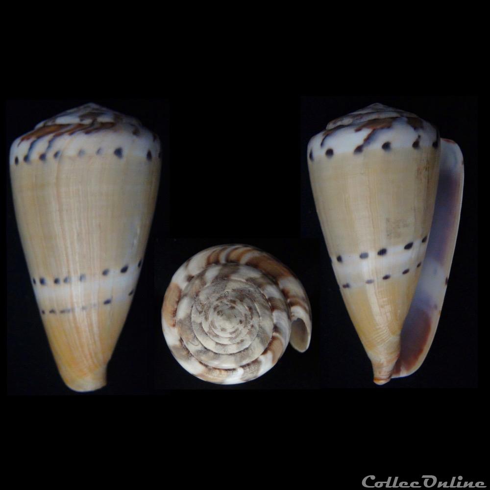 Rhizoconus mustelinus (Hwass in Bruguière, 1792) coquillage fossile gastropodum rhizoconus mustelinus hwass in bruguiere 1792