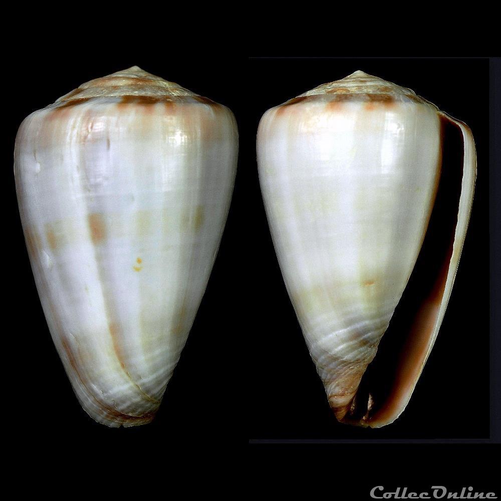 Kalloconus (Kalloconus) trochulus (Reeve, 1844) coquillage fossile gastropodum kalloconus kalloconus trochulus reeve 1844