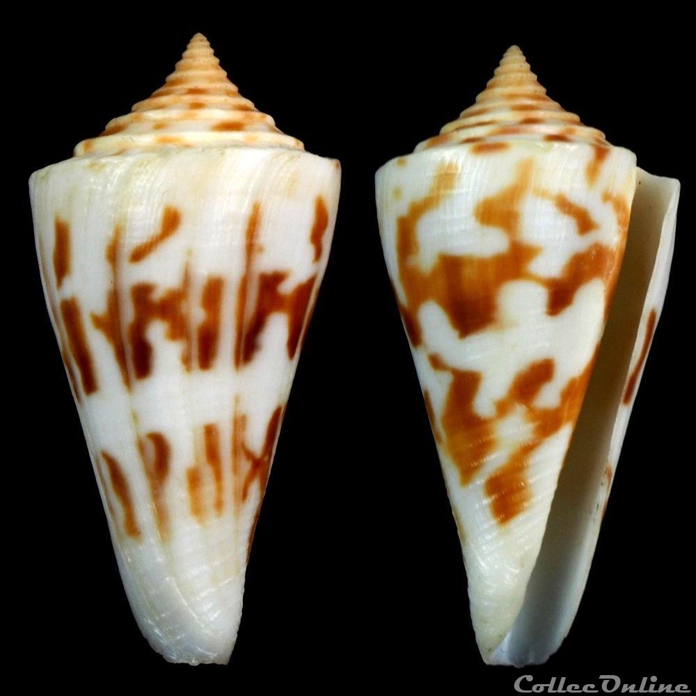 Dauciconus (Dauciconus) poormani (Berry, 1968) coquillage fossile gastropodum dauciconus dauciconus poormani berry 1968