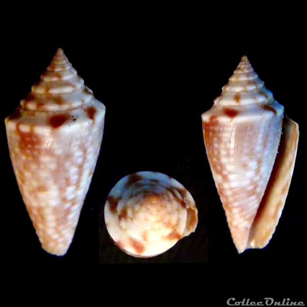 Ximeniconus (Jaspidiconus) jaspideus (Gmelin, 1791) coquillage fossile gastropodum ximeniconus jaspidiconus jaspideus gmelin 1791