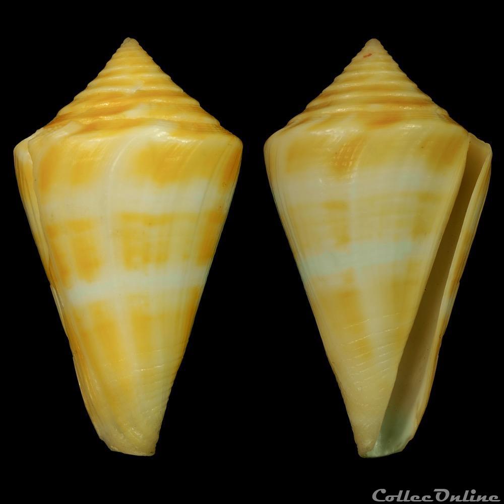 Dauciconus (Dauciconus) stimpsoni (Dall, 1902) coquillage fossile gastropodum dauciconus dauciconus stimpsoni dall 1902