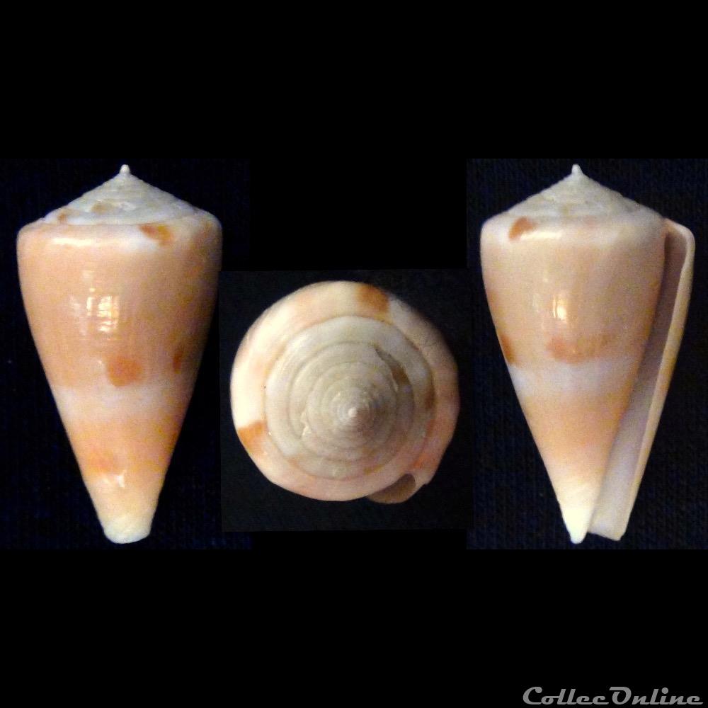 Spinoconus (Isoconus) sazanka (Shikama, 1970) coquillage fossile gastropodum spinoconus isoconus sazanka shikama 1970