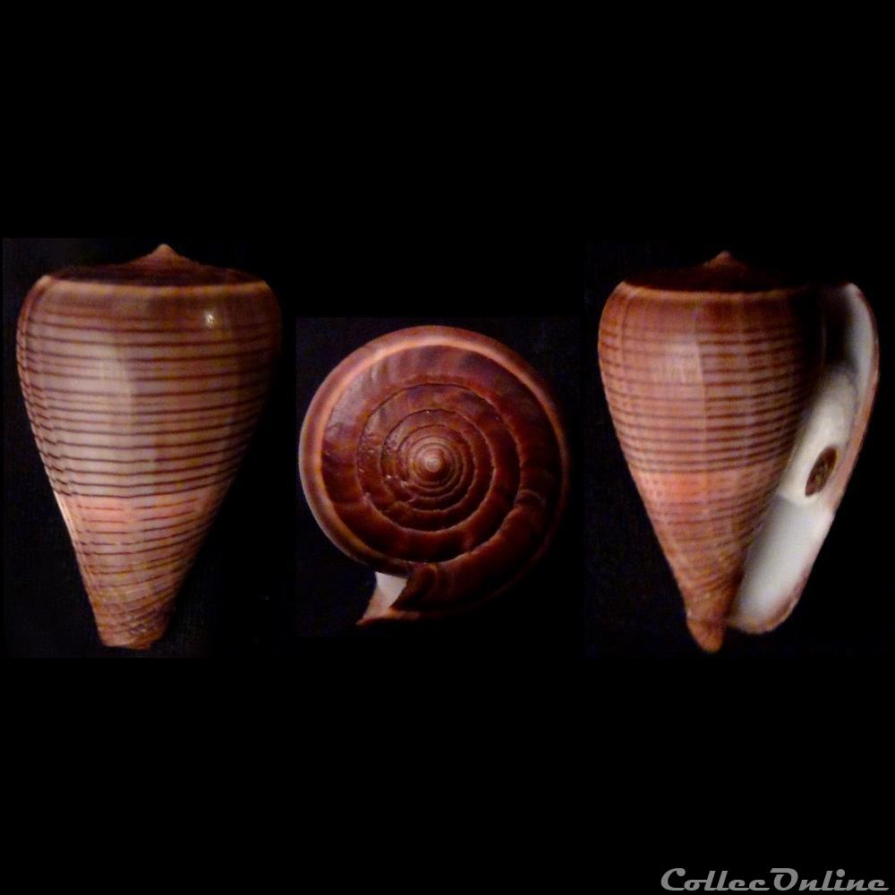 Dendroconus loroisii f. insignis (Kiener, 1845) coquillage fossile gastropodum dendroconus loroisii f insignis kiener 1845