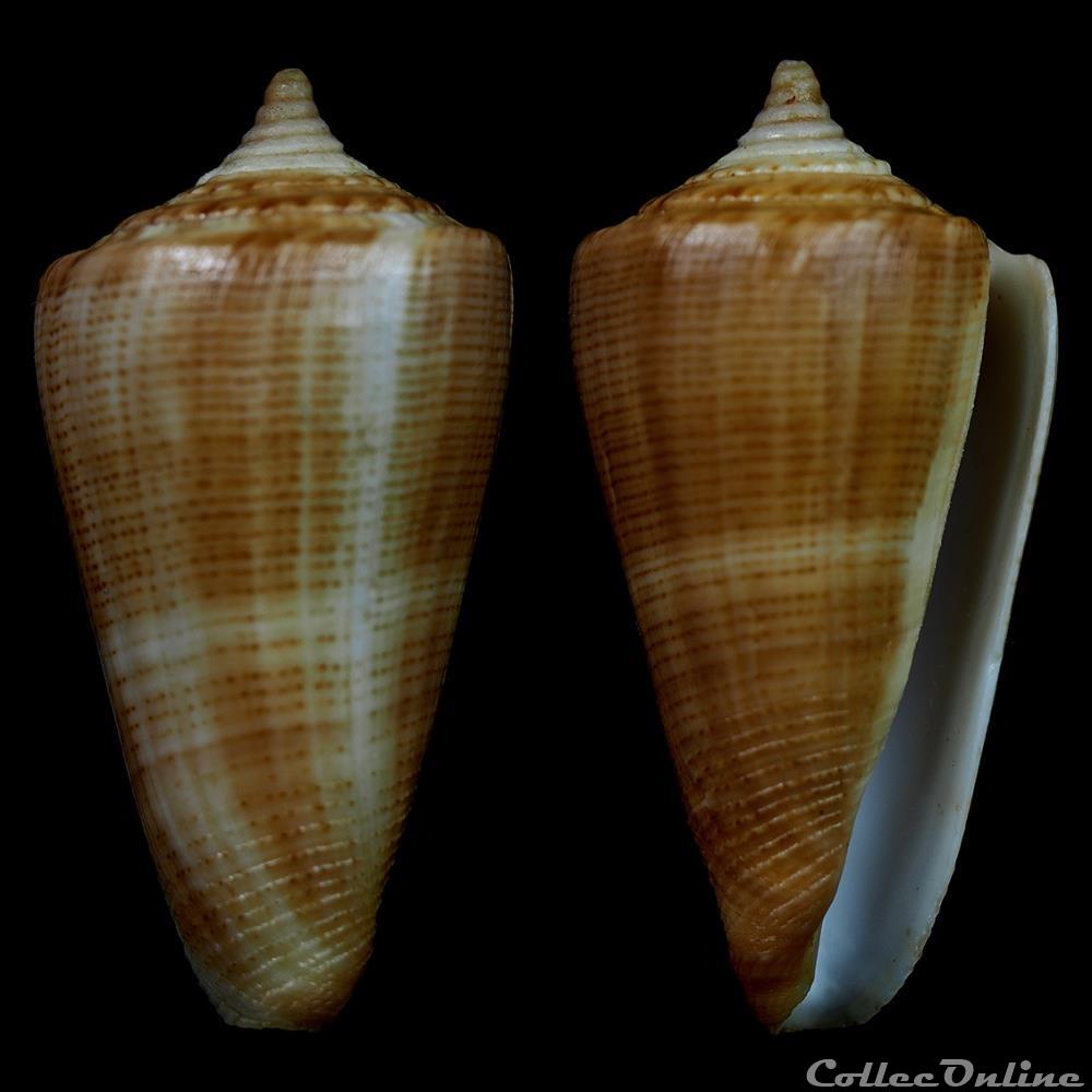 Calibanus (Calibanus) lignarius (Reeve, 1843) coquillage fossile gastropodum calibanus calibanus lignarius reeve 1843