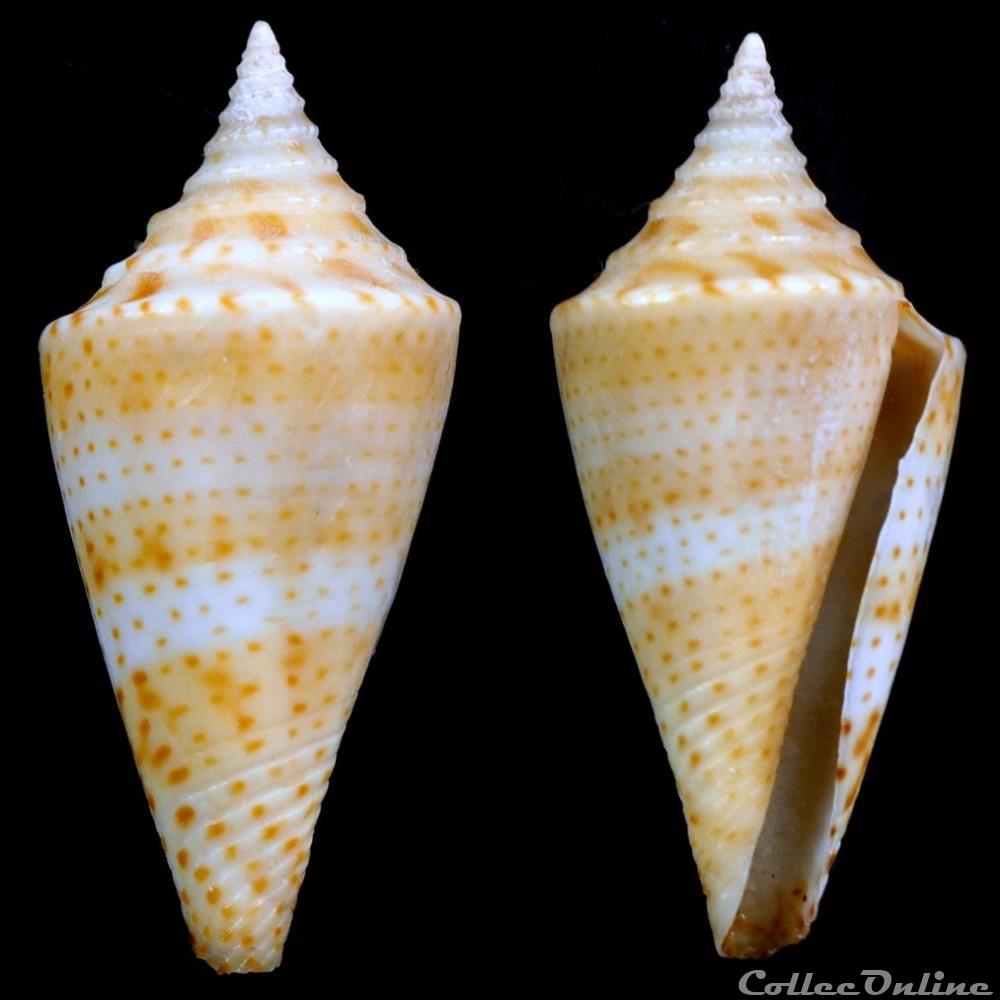 Kohniconus delessertii (Récluz, 1843) coquillage fossile gastropodum kohniconus delessertii recluz 1843