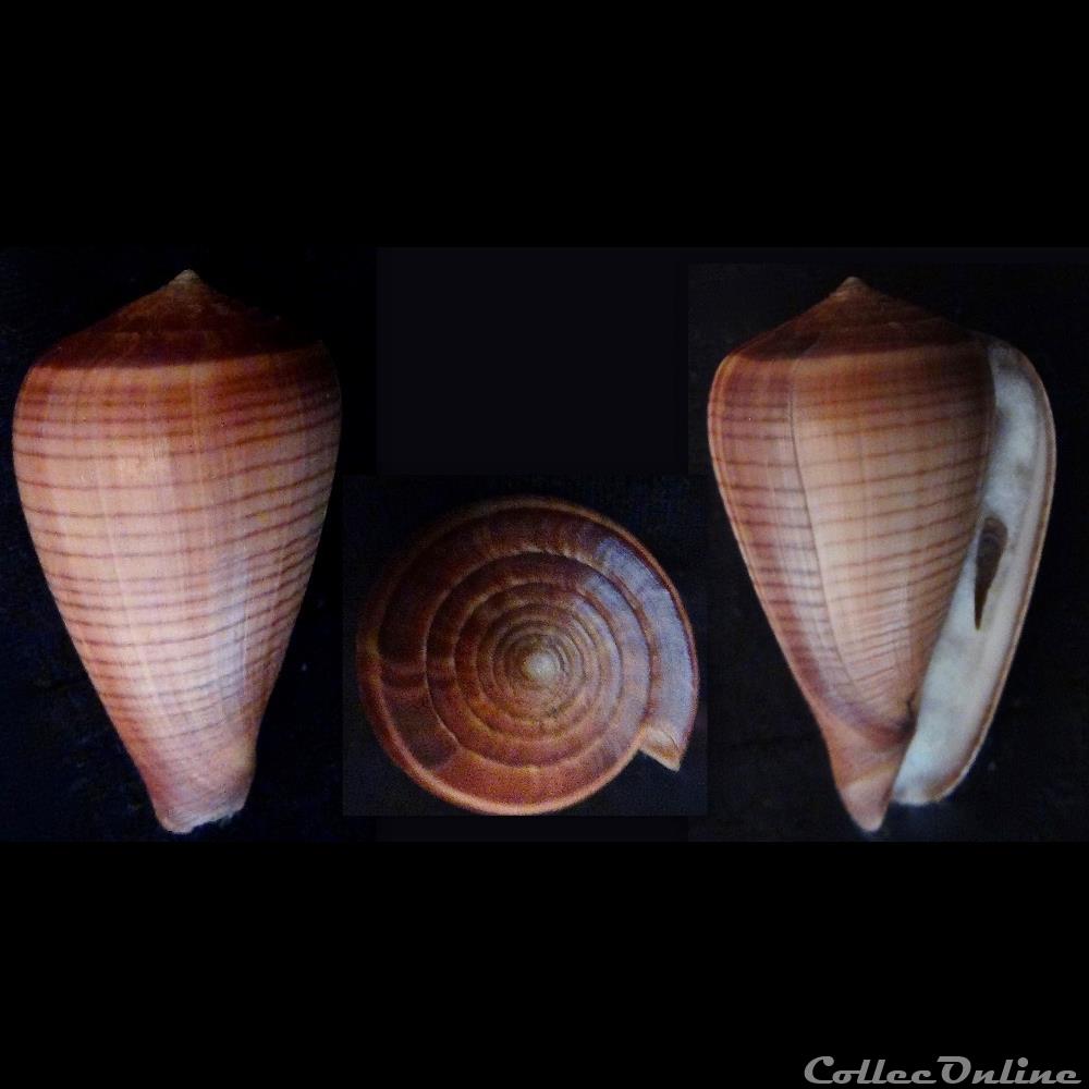 Dendroconus figulinus (Linnaeus, 1758) coquillage fossile gastropodum dendroconus figulinus linnaeus 1758