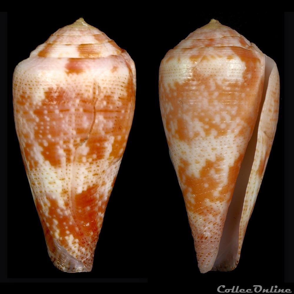 Rhizoconus pertusus elodieallaryae Cossignani, 2013 coquillage fossile gastropodum rhizoconus pertusus elodieallaryae cossignani 2013