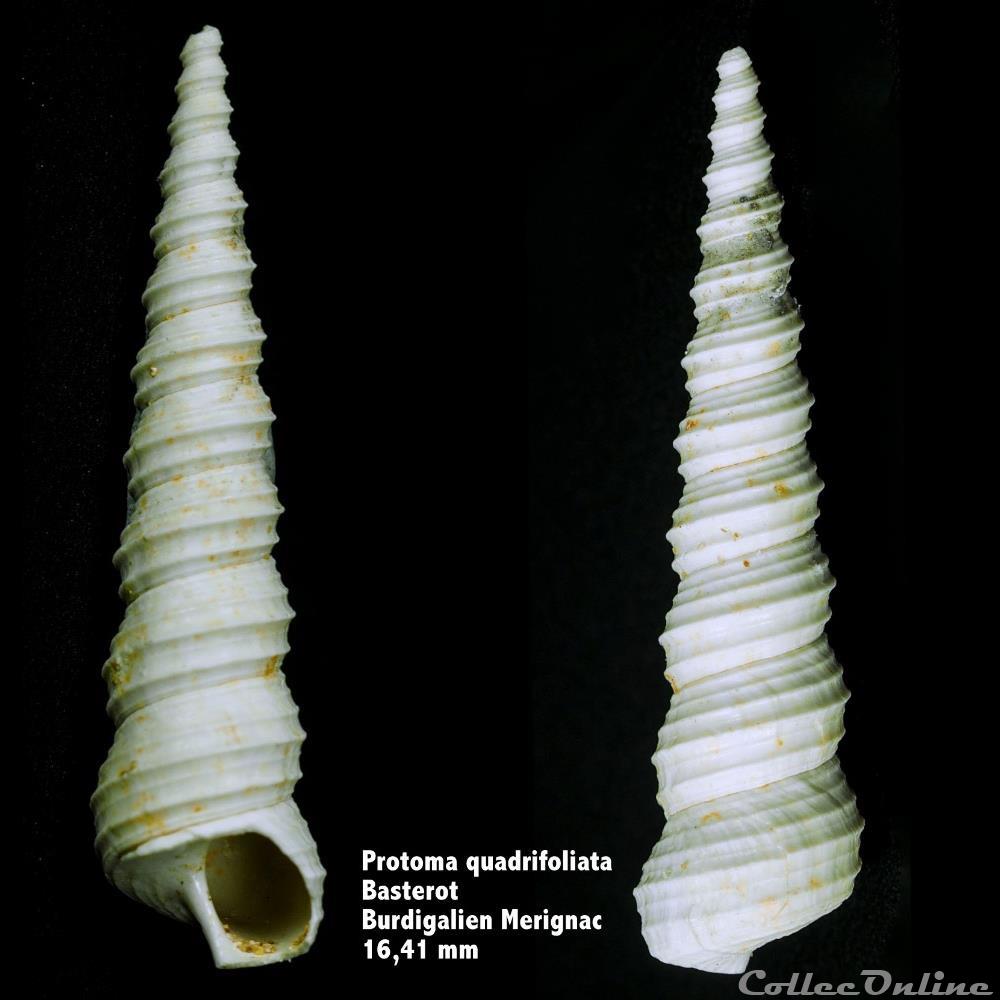 Protoma quadrifoliata , Basterot coquillage fossile invertebre protoma quadrifoliata basterot