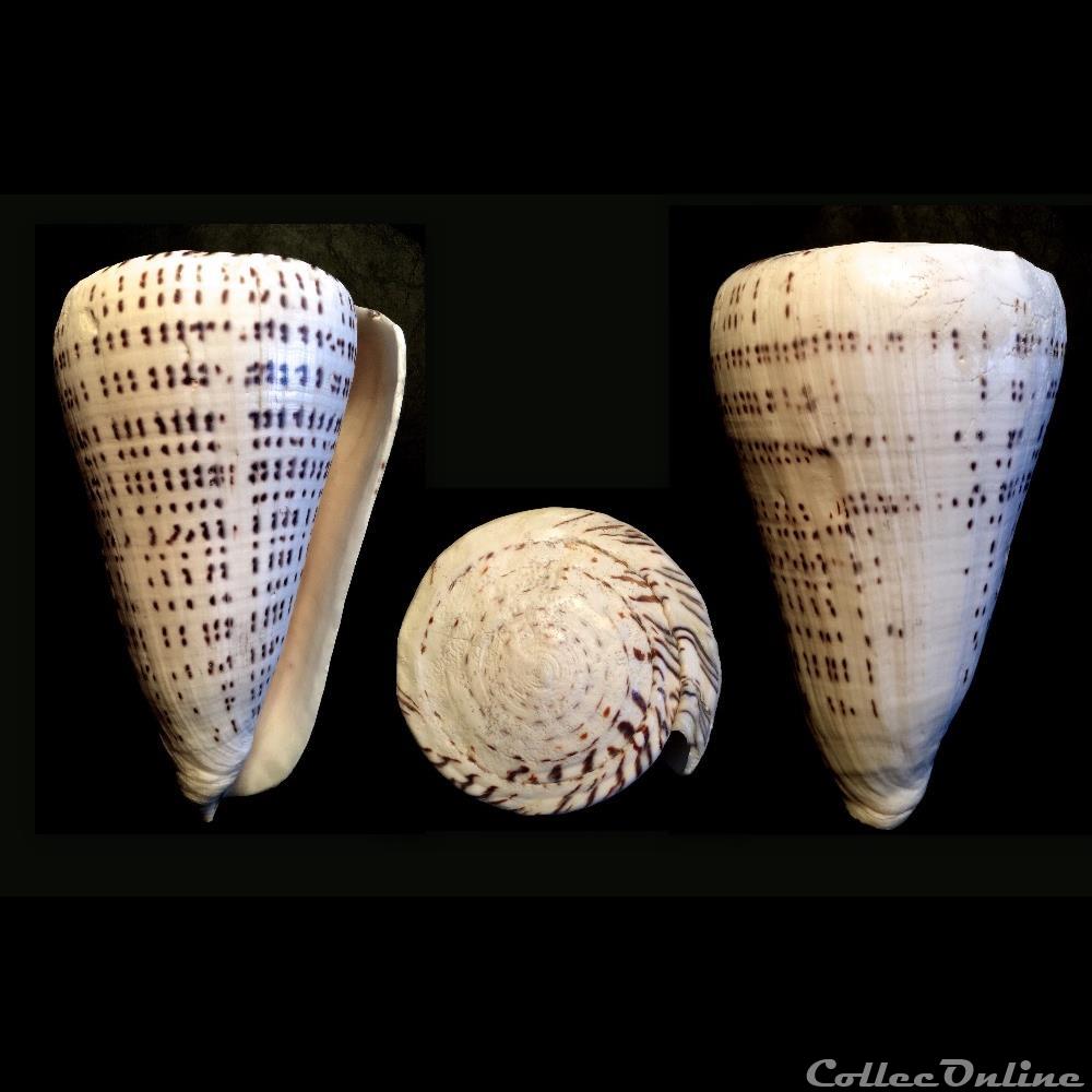 Lithoconus leopardus (Röding, 1798) coquillage fossile gastropodum lithoconus leopardus roding 1798