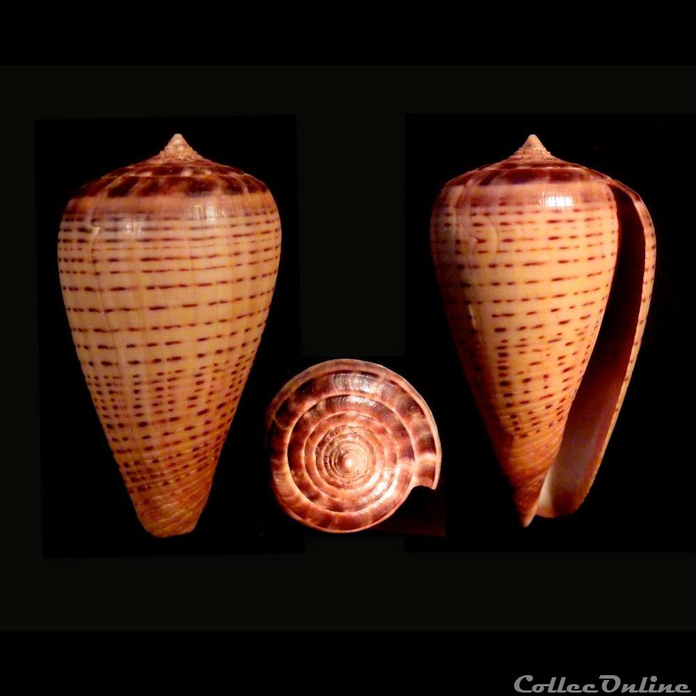 Dendroconus betulinus f. zulu (Linnaeus, 1758) coquillage fossile gastropodum dendroconus betulinus f zulu linnaeus 1758