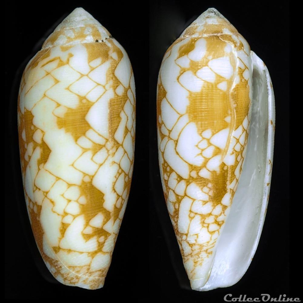 Darioconus magnificus (Reeve, 1843) coquillage fossile gastropodum darioconus magnificus reeve 1843