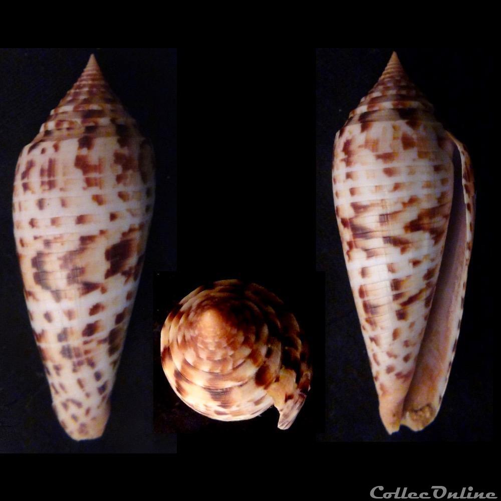 Phasmoconus (Phasmoconus) pretiosus (Nevill & Nevill, 1874) coquillage fossile gastropodum phasmoconus phasmoconus pretiosus nevill nevill 1874