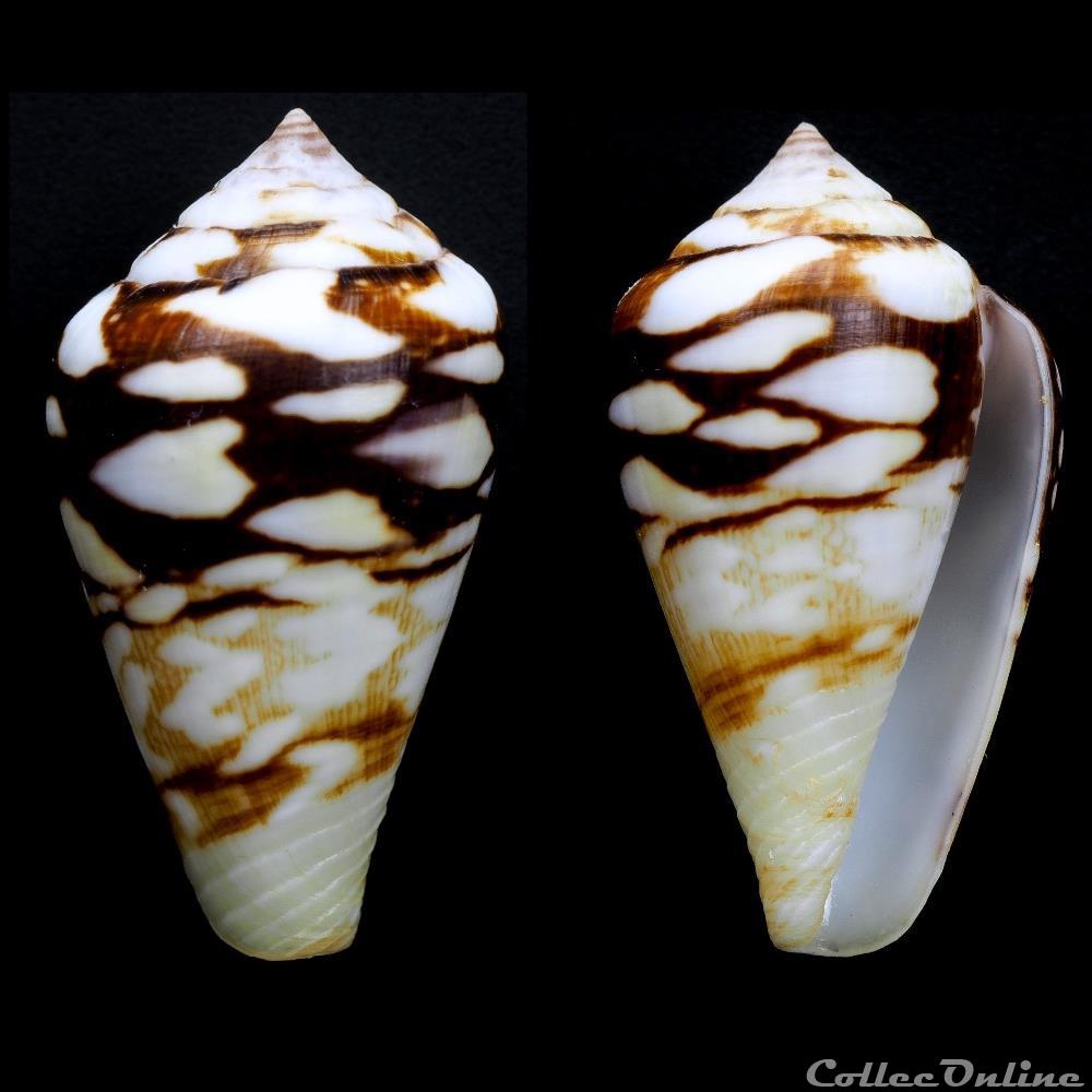 Lautoconus (Lautoconus) mercator (Linnaeus, 1758) coquillage fossile gastropodum lautoconus lautoconus mercator linnaeus 1758