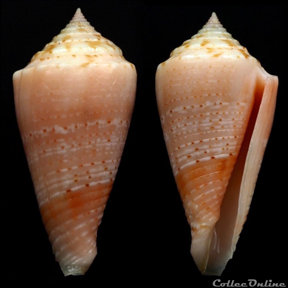 Conasprella otohimeae (Kuroda & Ito, 1961) coquillage fossile gastropodum conasprella otohimeae kuroda ito 1961