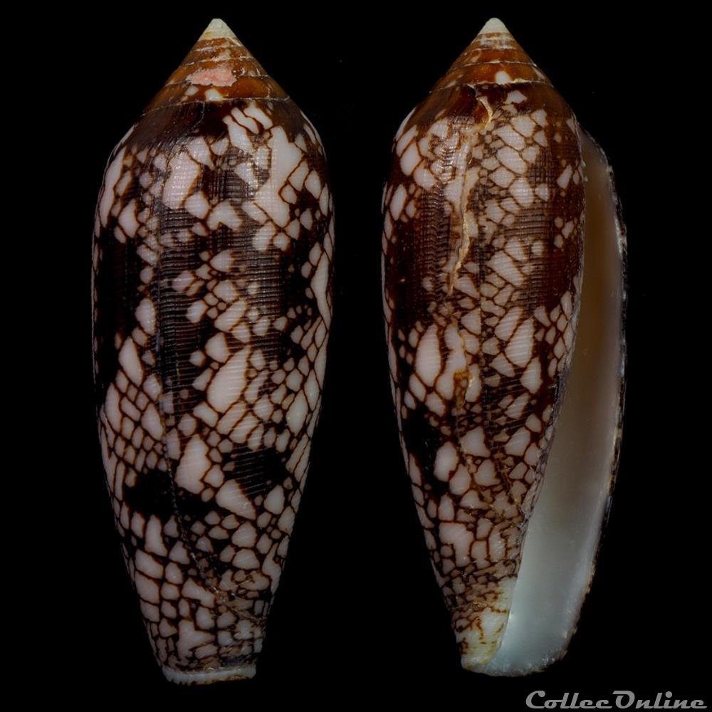 Darioconus gracianus (da Motta & Blocher, 1982) coquillage fossile gastropodum darioconus gracianus da motta blocher 1982