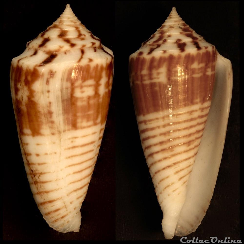 Phasmoconus (Phasmoconus) mucronatus (Reeve, 1843) coquillage fossile gastropodum phasmoconus phasmoconus mucronatus reeve 1843