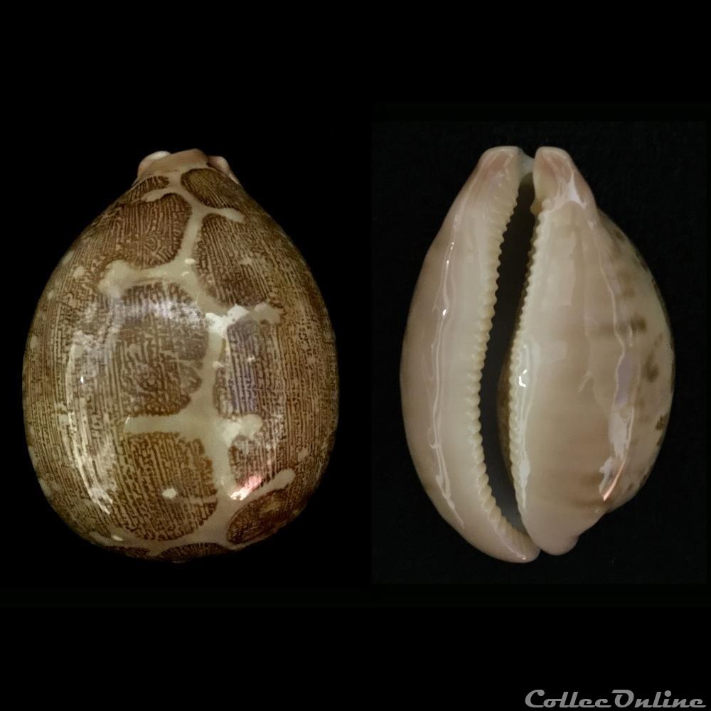 coquillage fossile gastropodum leporicypraea mappa linnaeus 1758