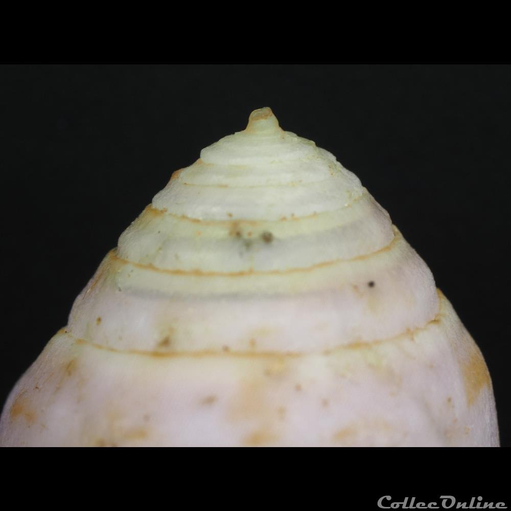 Kioconus (Isoconus) richardsae (Korn & Röckel, 1992) coquillage fossile gastropodum kioconus isoconus richardsae korn rockel 1992