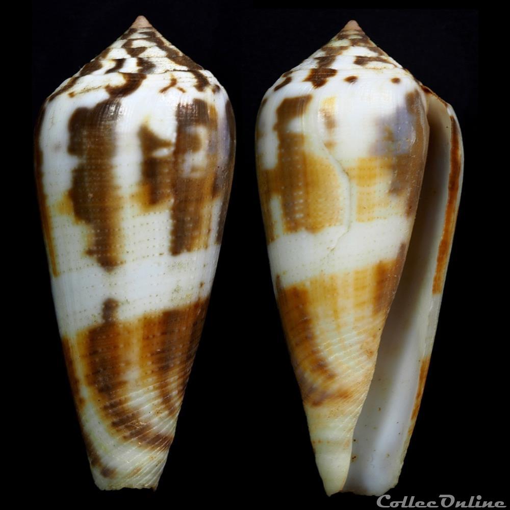 Pionoconus magus (Linnaeus, 1758) coquillage fossile gastropodum pionoconus magus linnaeus 1758