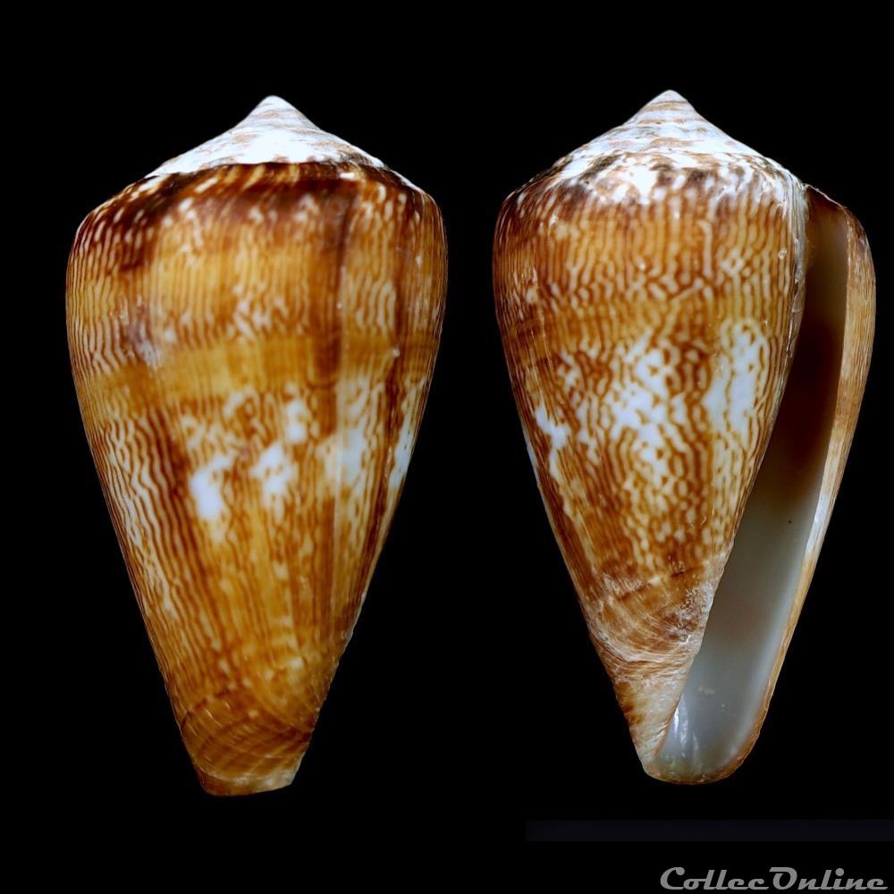 coquillage fossile gastropodum lautoconus africonus fiadeiroi tenorio afonso cunha rolan 2014