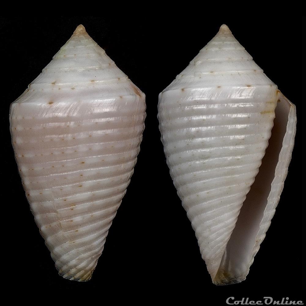 Ximeniconus (Jaspidiconus) masinoi Petuch, Berschauer & Poremski, 2016 coquillage fossile gastropodum ximeniconus jaspidiconus masinoi petuch berschauer poremski 2016
