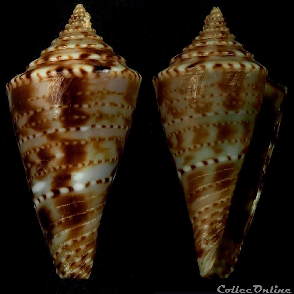Conasprella aphrodite (Petuch, 1979) coquillage fossile gastropodum conasprella aphrodite petuch 1979