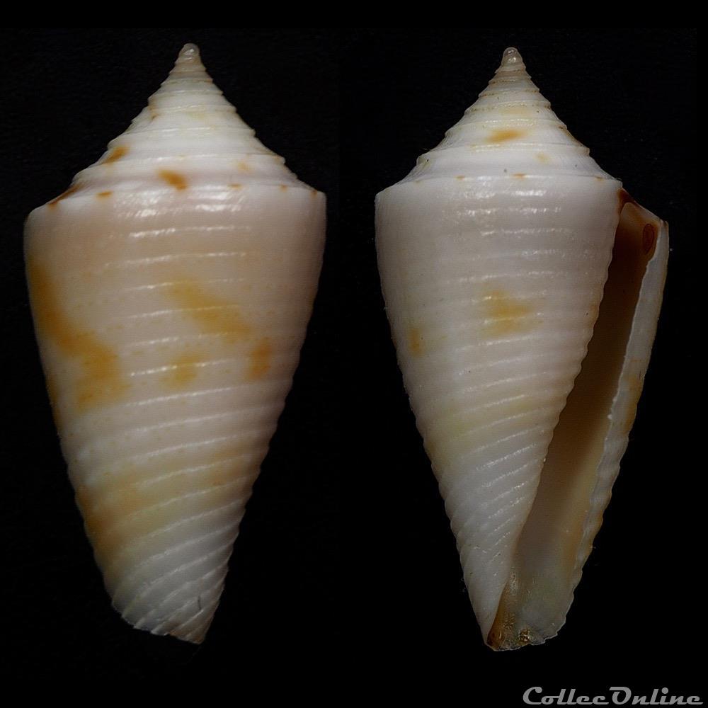 Ximeniconus (Coltroconus) iansa (Petuch, 1979) coquillage fossile gastropodum ximeniconus coltroconus iansa petuch 1979