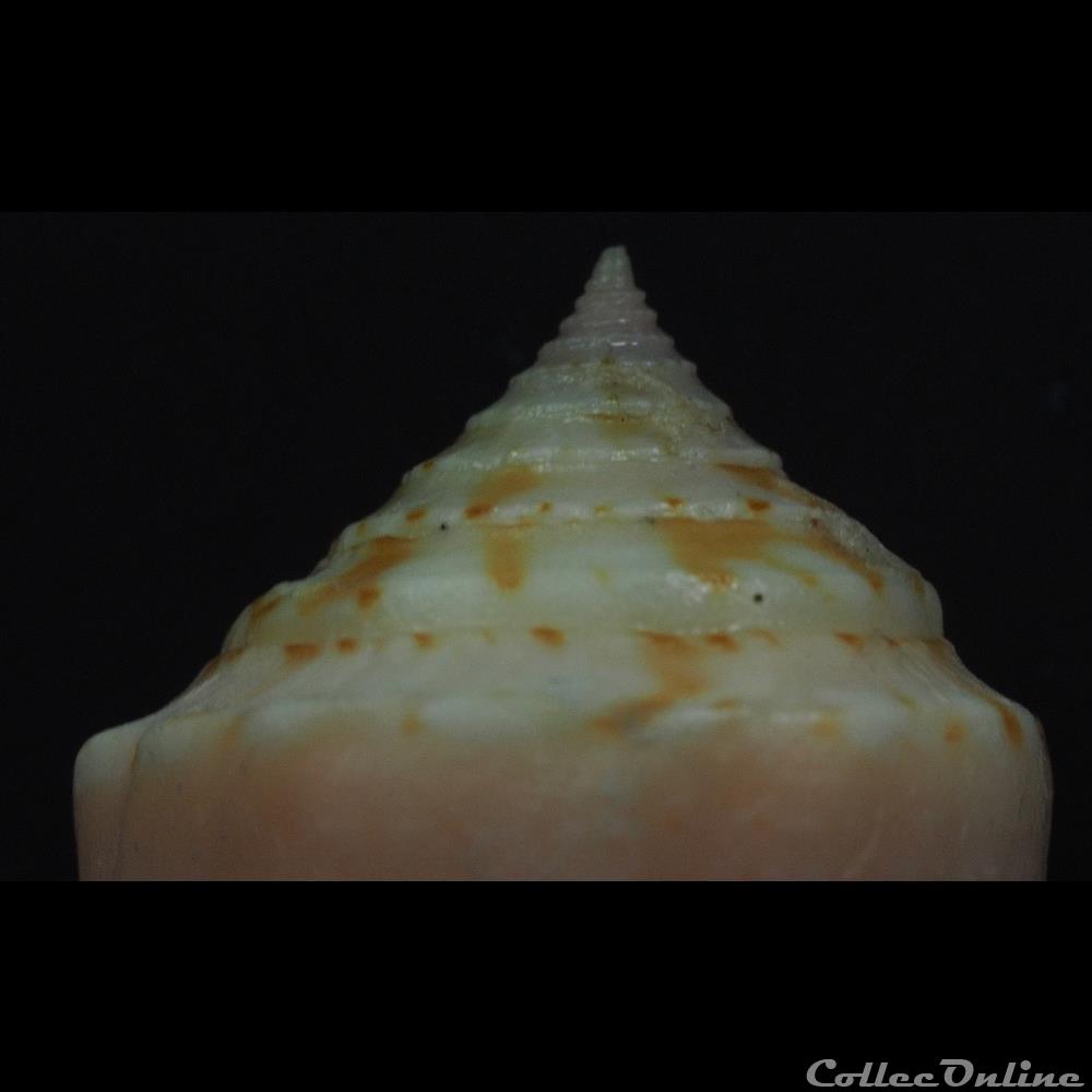 Conasprella otohimeae (Kuroda & Ito, 1961) 2 coquillage fossile gastropodum conasprella otohimeae kuroda ito 1961