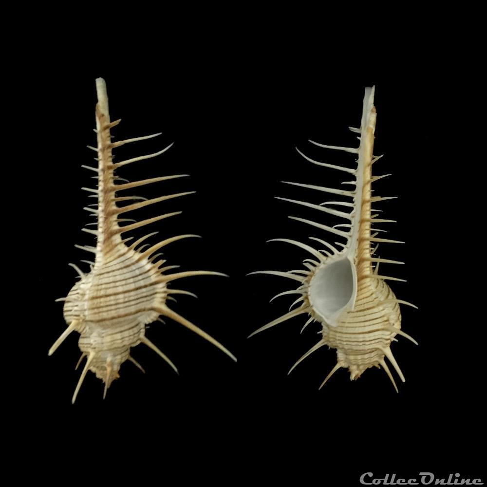 coquillage fossile gastropodum murex troscheli lischke 1868