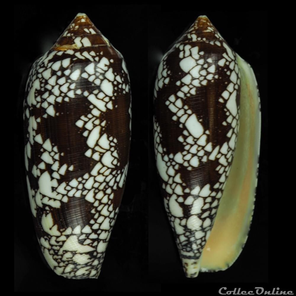 Darioconus aulicus (Linnaeus, 1758) coquillage fossile gastropodum darioconus aulicus linnaeus 1758